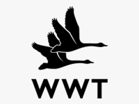 WWT